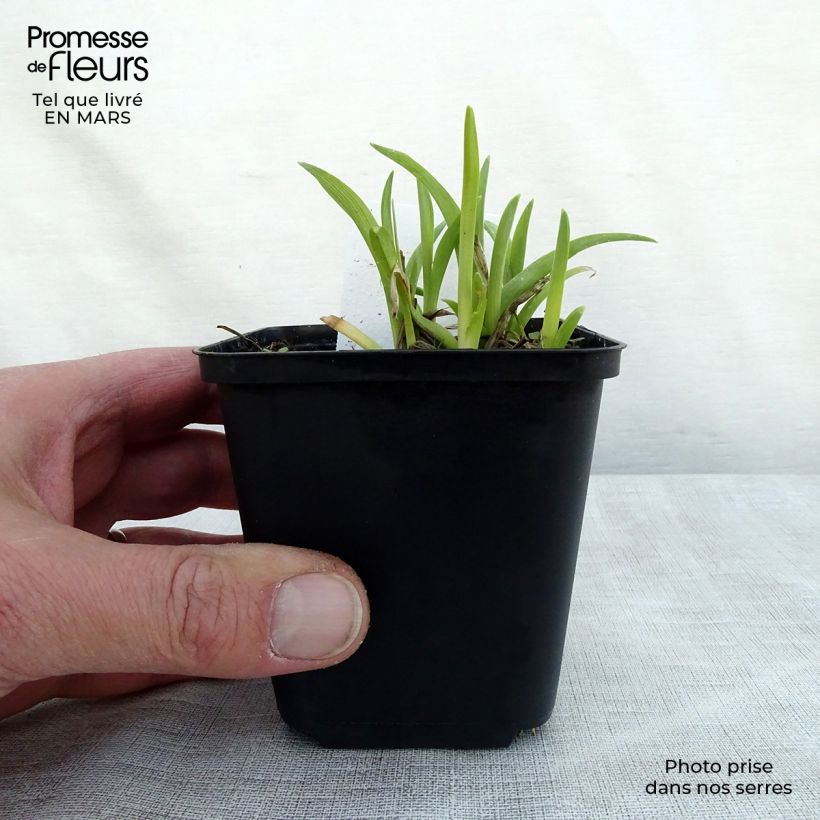 Hemerocallis Mini stella - Emerocallide Vasetto da 8/9 cm esemplare consegnato in primavera