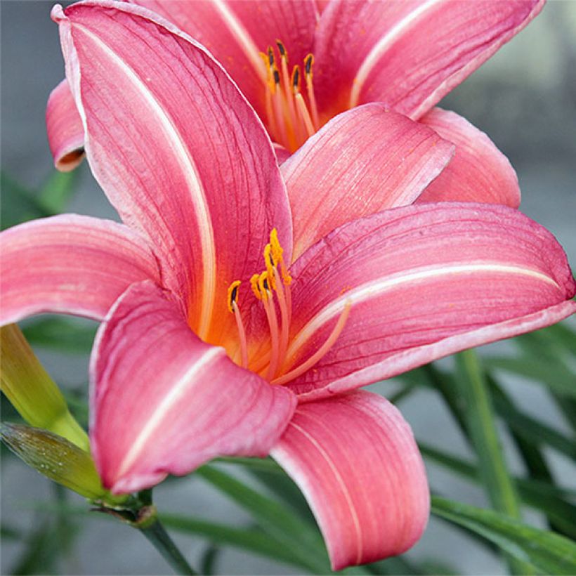 Hemerocallis Neyron Rose - Emerocallide (Fioritura)