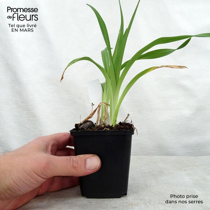 Hemerocallis Night Embers - Emerocallide Vaso da 1L/1,5L esemplare consegnato in primavera