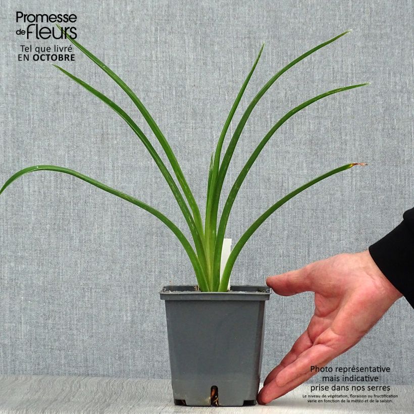 Esemplare di Hemerocallis Night Embers - Emerocallide Vaso da 1L/1,5L come consegnato in autunno