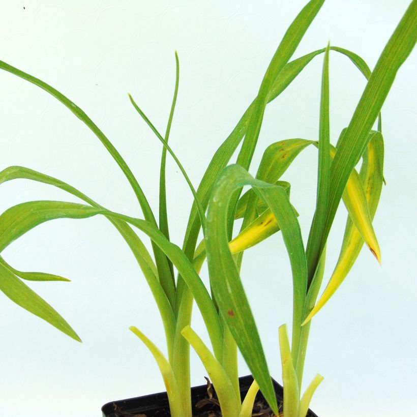 Hemerocallis Pandora's Box - Emerocallide (Foliage)