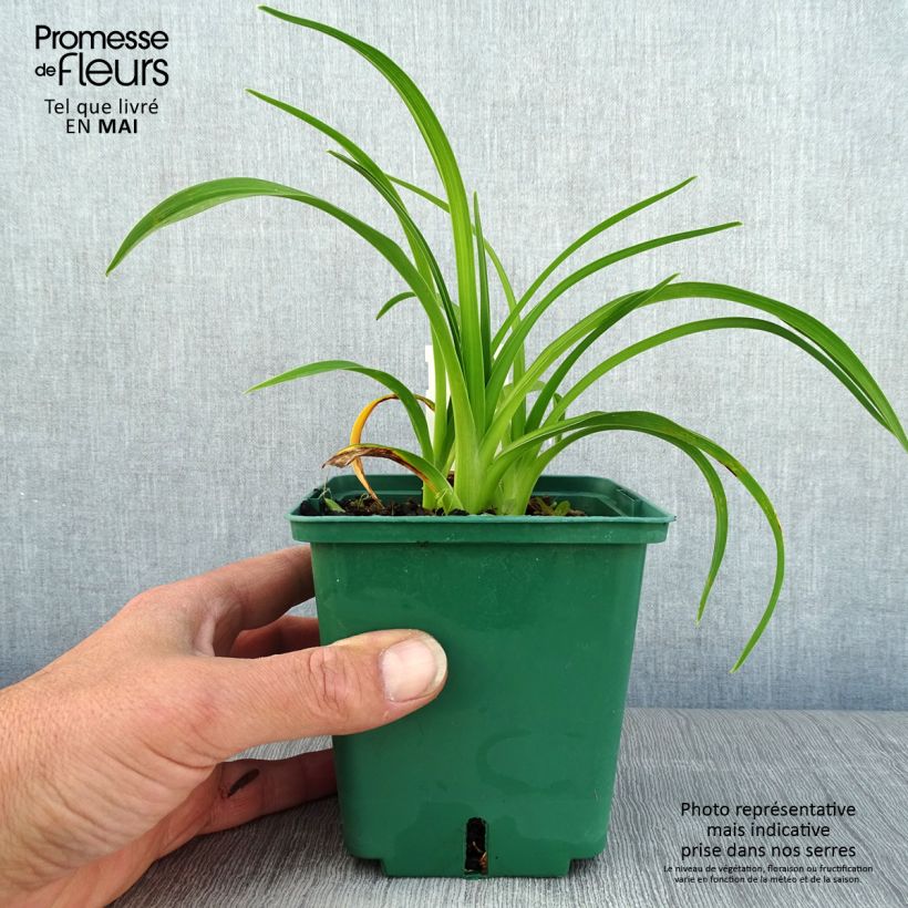 Example of Hemerocallis Pandora's Box - Emerocallide Vaso da 1L/1,5L as you get in printemps
