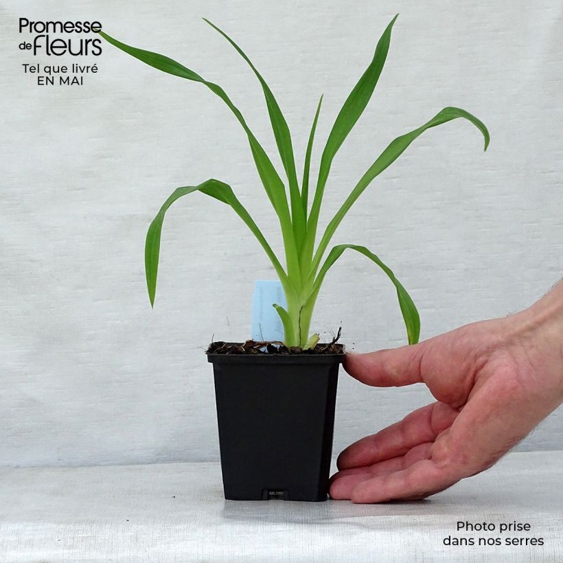 Example of Hemerocallis Pardon Me - Emerocallide Vasetto da 8/9 cm as you get in printemps
