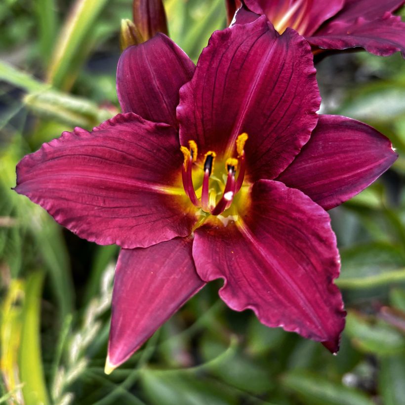 Hemerocallis Pardon Me - Emerocallide (Flowering)