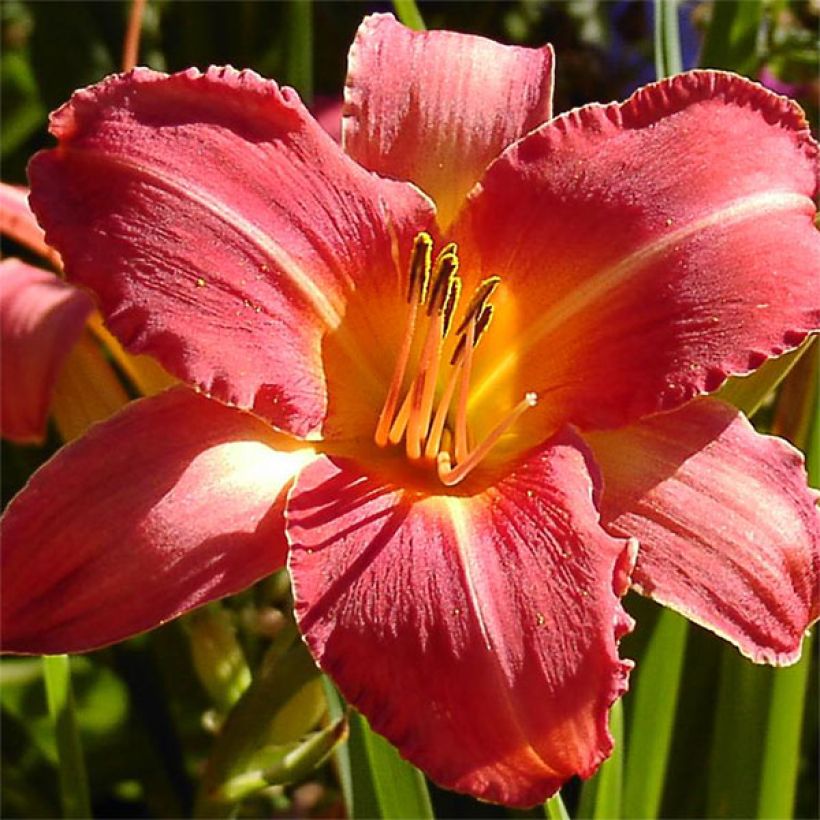 Hemerocallis Persian Market - Emerocallide (Fioritura)
