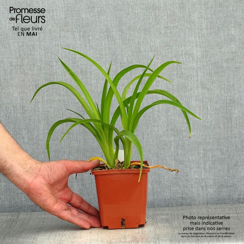 Hemerocallis Piano Man - Emerocallide Vaso da 1L/1,5L esemplare consegnato in primavera