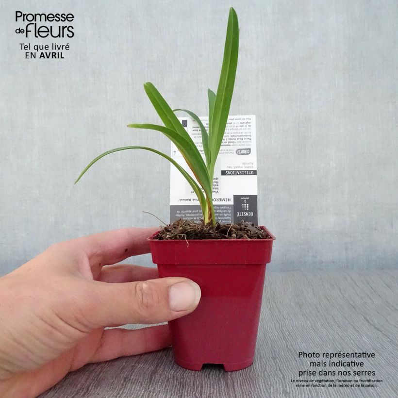 Example of Hemerocallis Pink Damask - Emerocallide Vasetto da 8/9 cm as you get in printemps