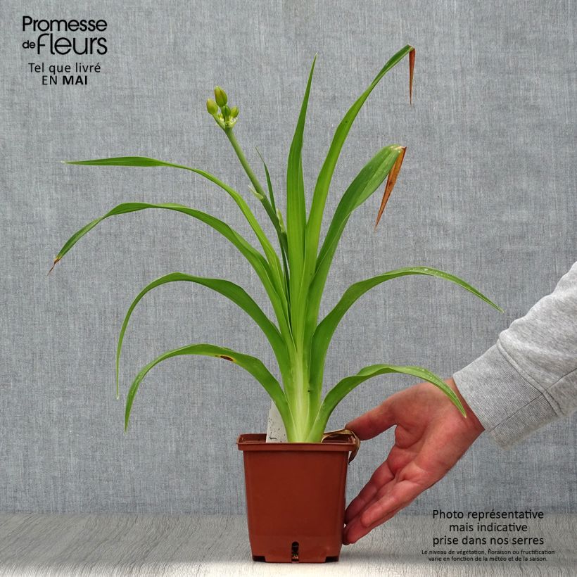 Hemerocallis Poogie - Emerocallide Vaso da 1L/1,5L esemplare consegnato in primavera