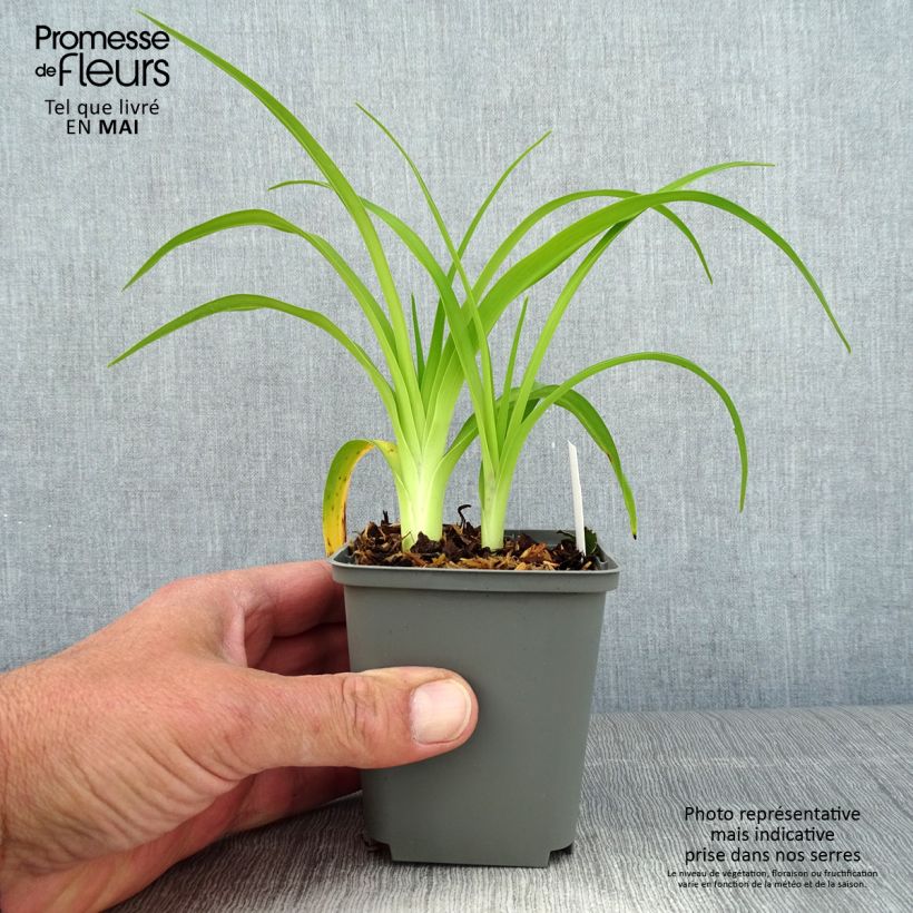 Hemerocallis Prairie Blue Eyes - Emerocallide Vaso da 1L/1,5L esemplare consegnato in primavera