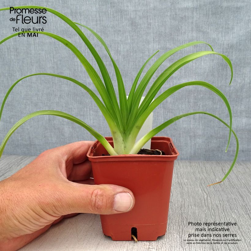 Hemerocallis Roswitha - Emerocallide Vasetto da 8/9 cm esemplare consegnato in primavera