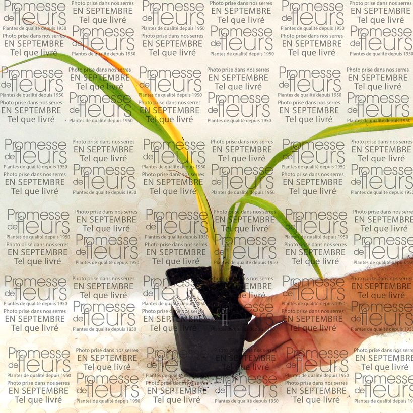 Esempio di esemplare Hemerocallis Ruby Spider - Emerocallide Vasetto da 8/9 cm come consegnato