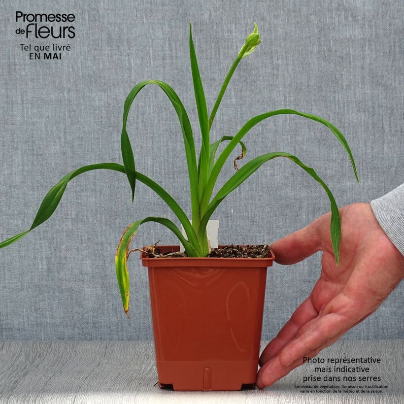 Hemerocallis Sabine Baur - Emerocallide Vaso da 1L/1,5L esemplare consegnato in primavera