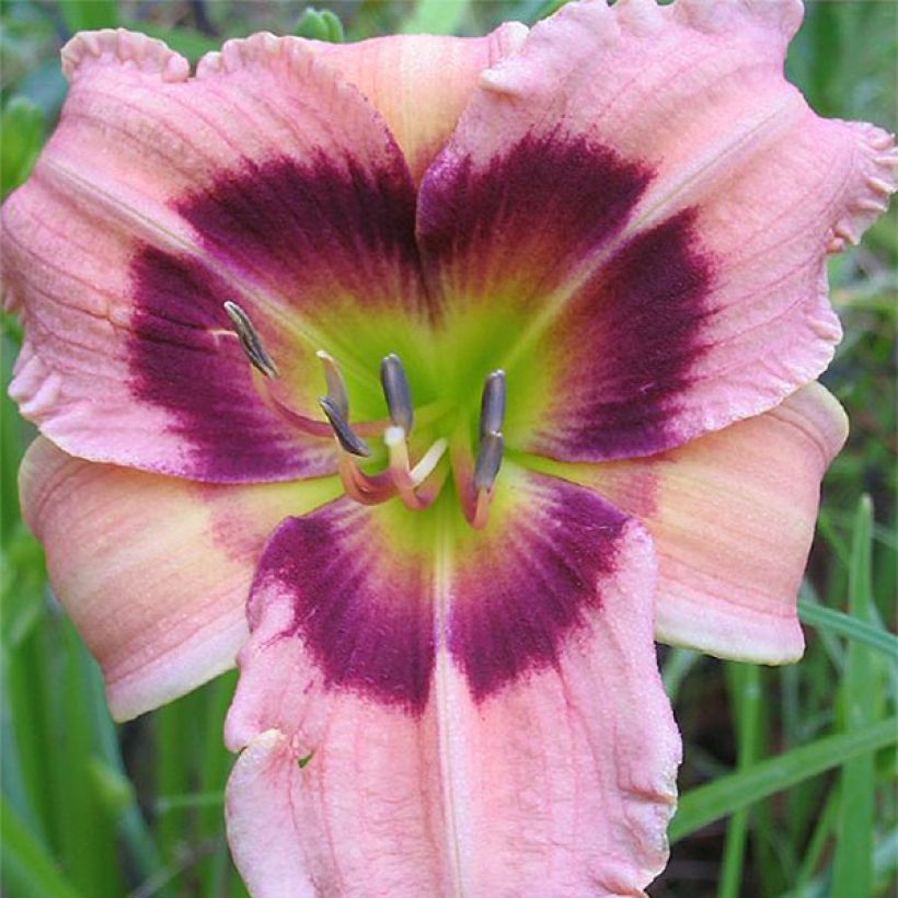 Hemerocallis Siloam Bo Peep - Emerocallide (Fioritura)