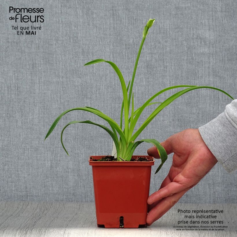 Example of Hemerocallis Siloam Double Classic - Emerocallide Vaso da 1L/1,5L as you get in printemps