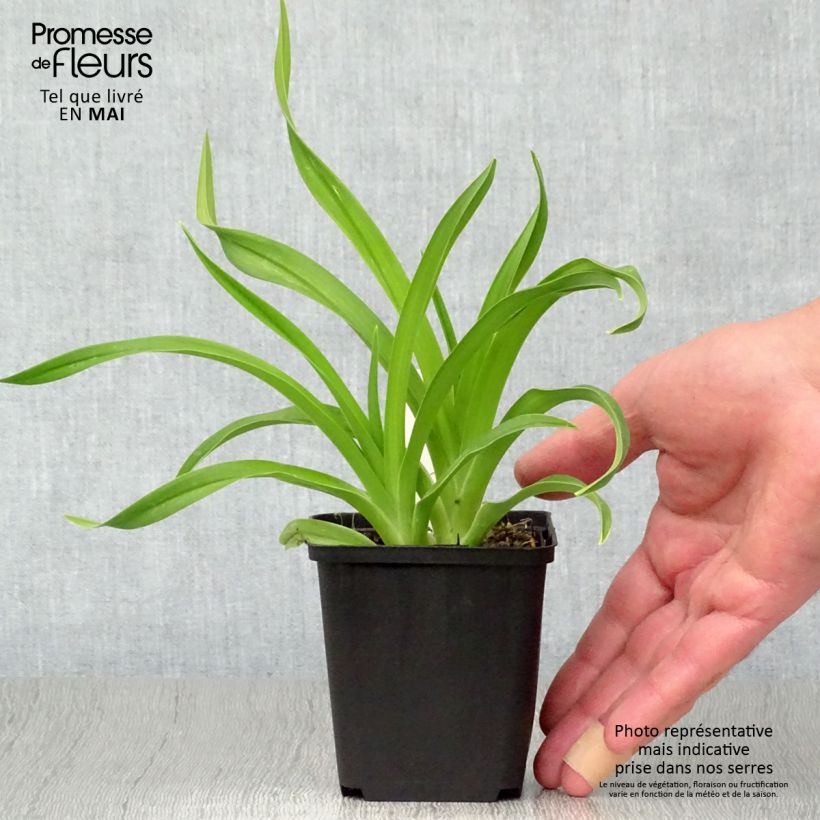 Hemerocallis Siloam Jim Cooper - Emerocallide Vasetto da 8/9 cm esemplare consegnato in primavera