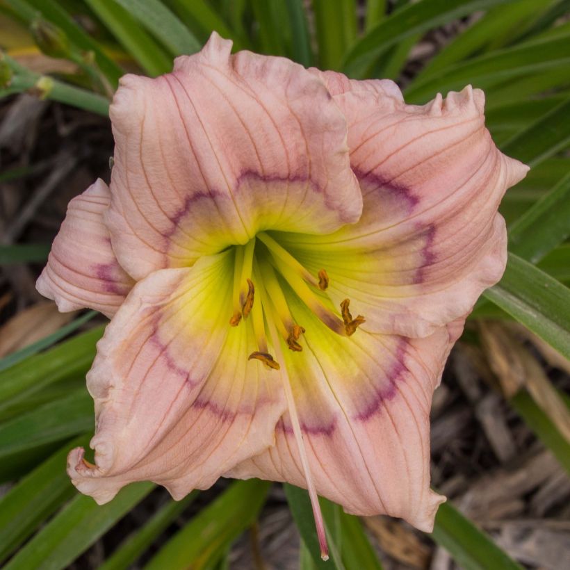 Hemerocallis Siloam David Kirchhoff - Emerocallide (Fioritura)