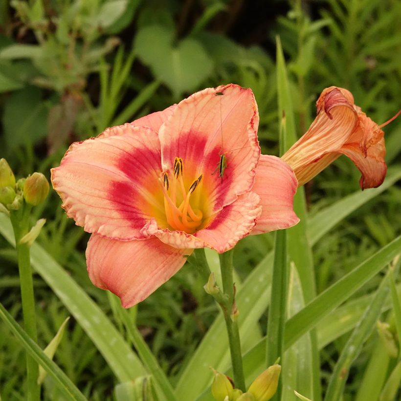 Hemerocallis Strawberry Candy - Emerocallide (Fioritura)