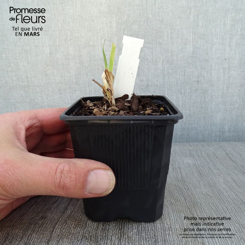 Hemerocallis Strawberry Fields For Ever - Emerocallide Vasetto da 8/9 cm esemplare consegnato in inverno