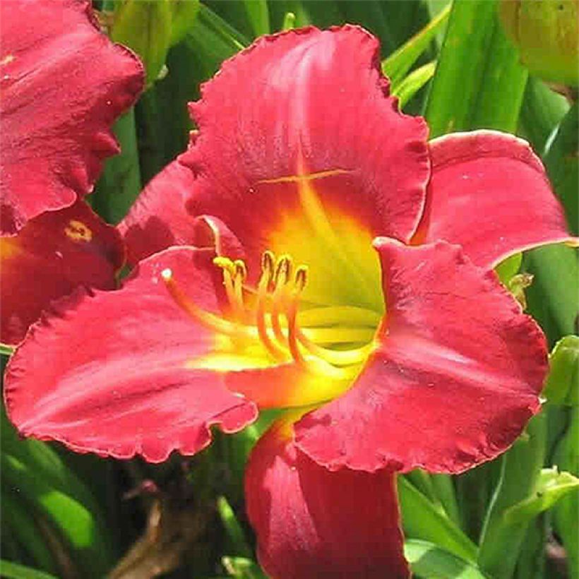 Hemerocallis Study in Scarlet - Emerocallide (Fioritura)