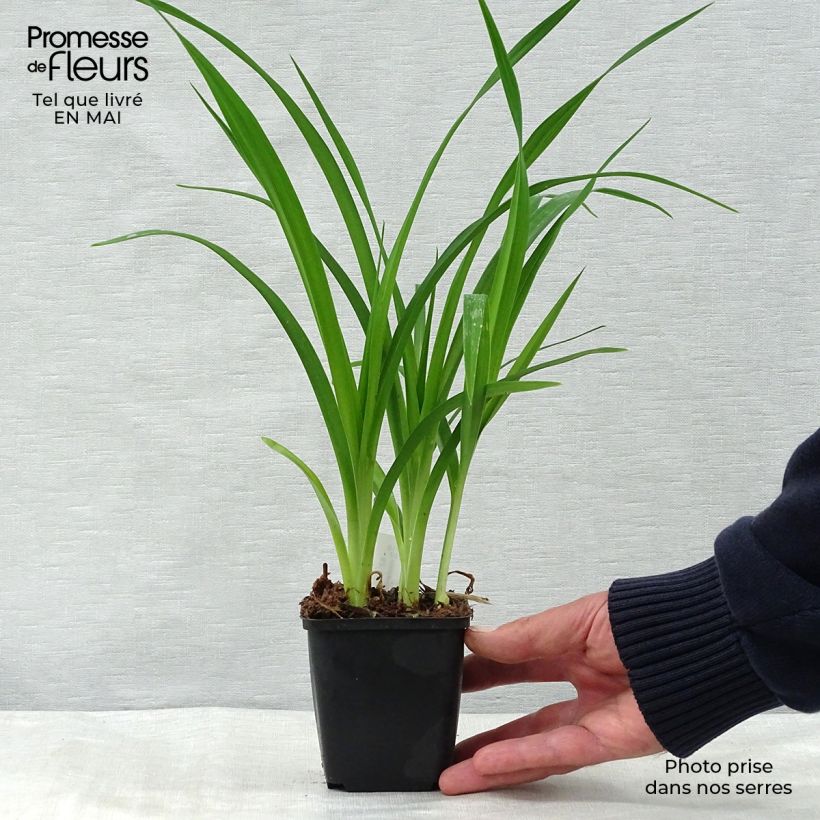 Example of Hemerocallis Summer Wine - Emerocallide Vasetto da 8/9 cm as you get in printemps