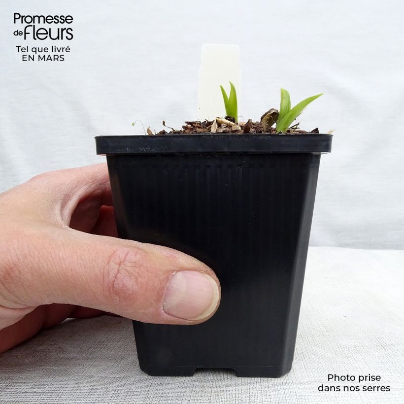 Example of Hemerocallis citrina - Emerocallide Vasetto da 8/9 cm as you get in printemps