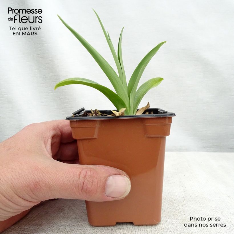 Hemerocallis Buttercup - Emerocallide Vasetto da 8/9 cm esemplare consegnato in inverno