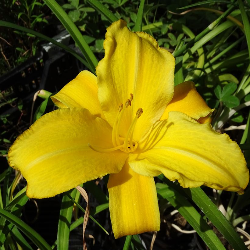 Hemerocallis Buttercup - Emerocallide (Fioritura)
