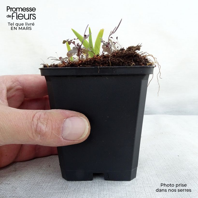 Example of Hemerocallis fulva - Giglio di San Giuseppe Vasetto da 8/9 cm as you get in printemps