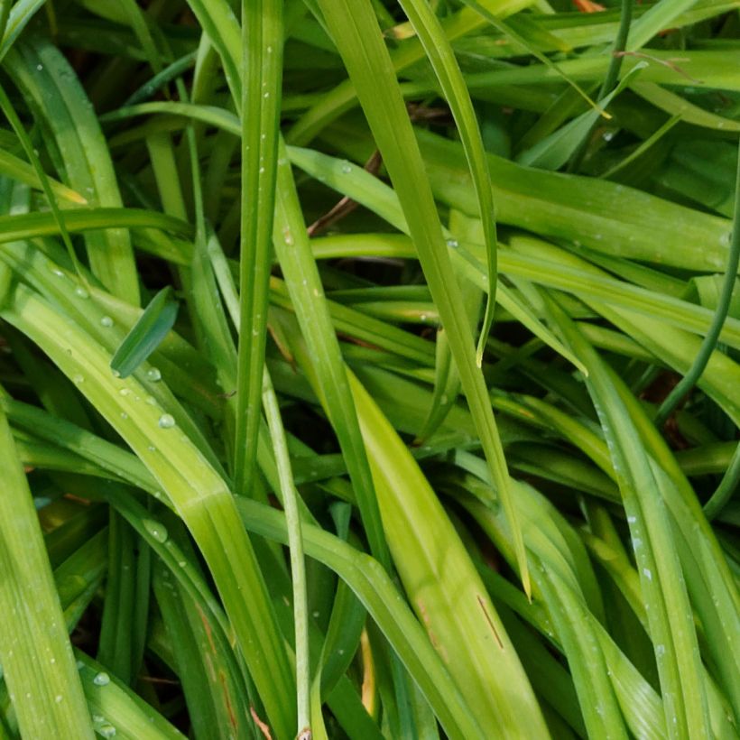 Hemerocallis Bonanza - Emerocallide (Foliage)