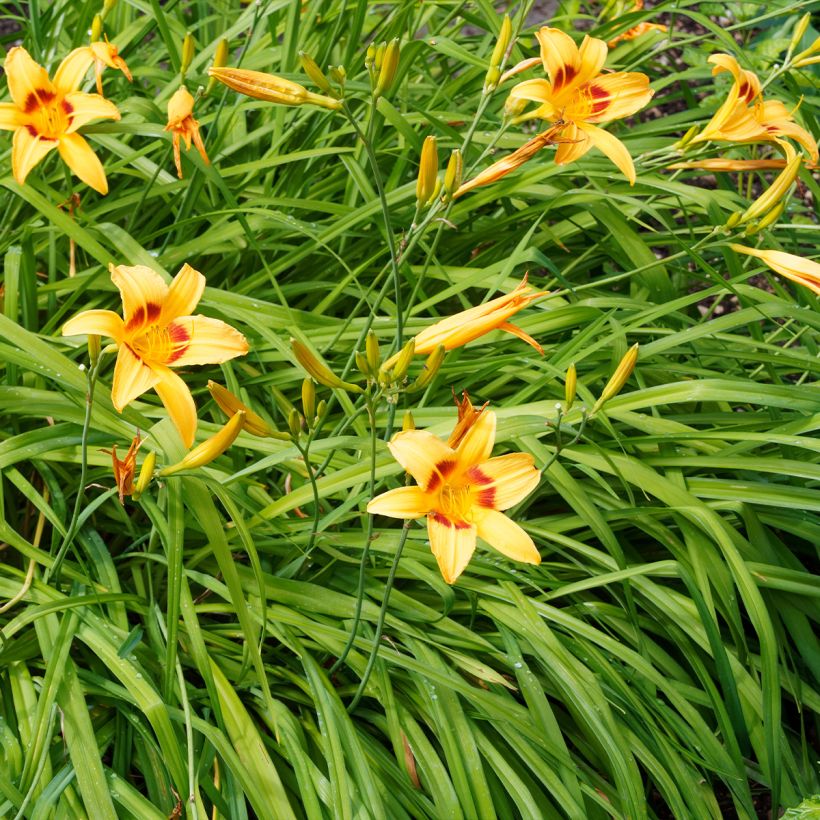 Hemerocallis Bonanza - Emerocallide (Plant habit)