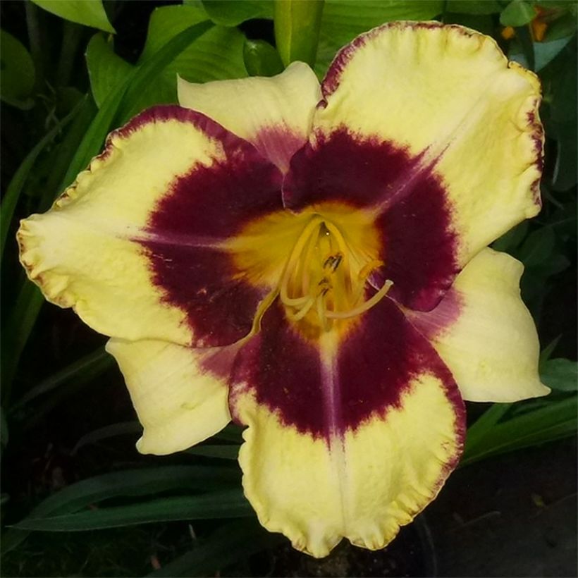 Hemerocallis Calico Jack - Emerocallide (Fioritura)