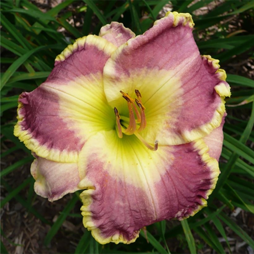 Hemerocallis Cape Breton - Emerocallide (Fioritura)