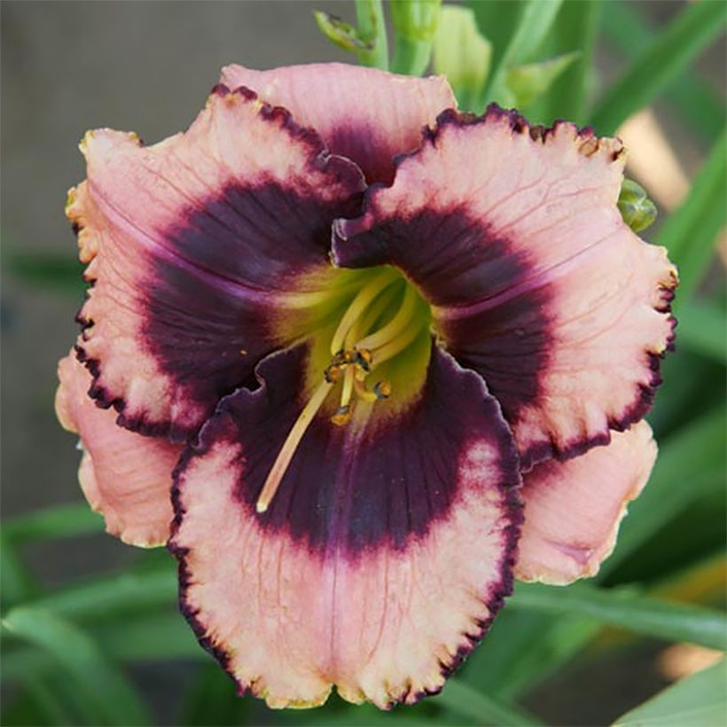 Hemerocallis Daring Deception - Emerocallide (Fioritura)