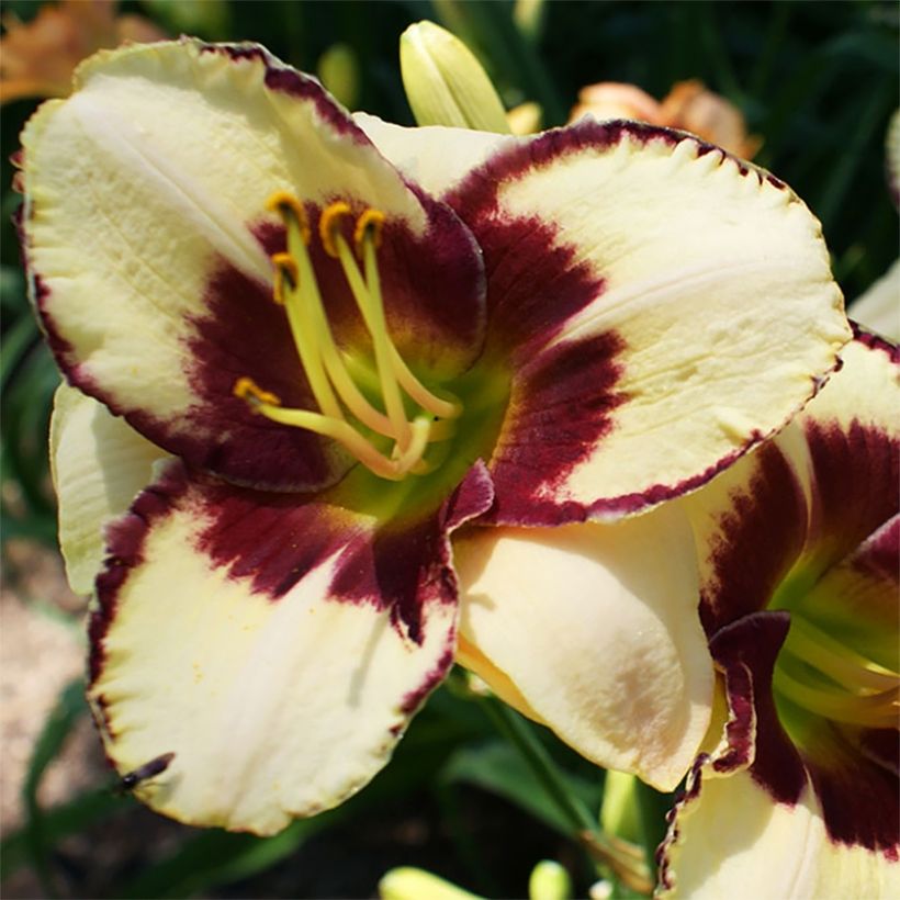 Hemerocallis Dream Legacy - Emerocallide (Fioritura)