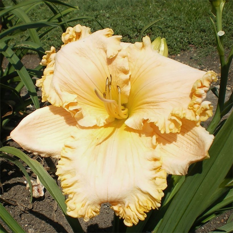 Hemerocallis Enchanted Forest - Emerocallide (Fioritura)