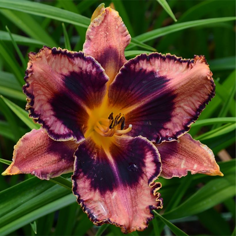 Hemerocallis Exotic Treasure - Emerocallide (Fioritura)