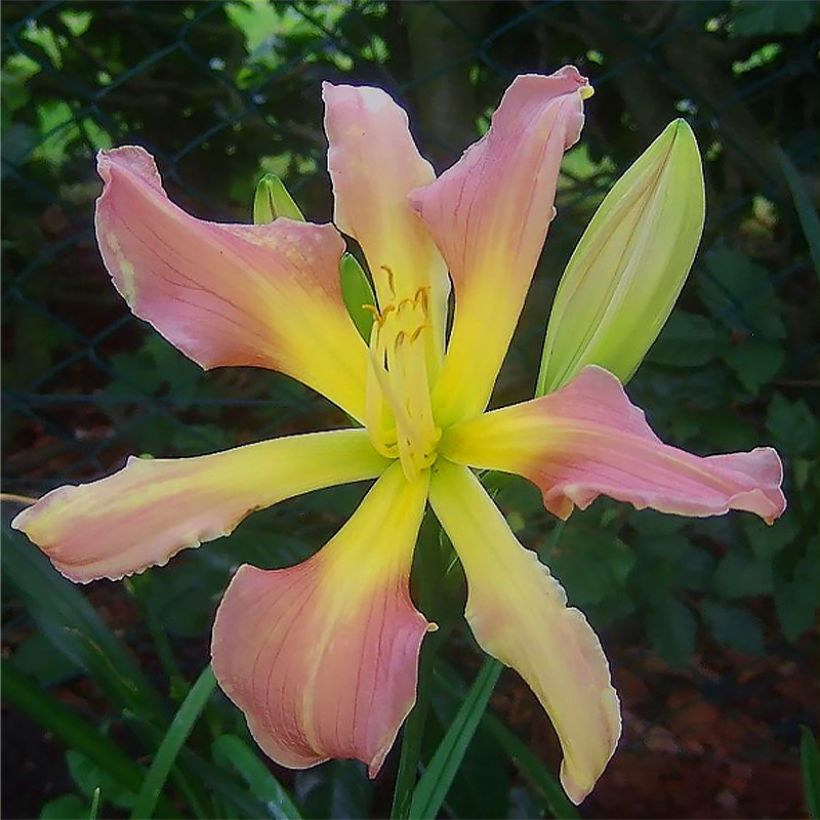 Hemerocallis Flight of The Dragon - Emerocallide (Fioritura)