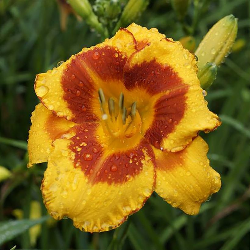 Hemerocallis Fooled Me - Emerocallide (Flowering)