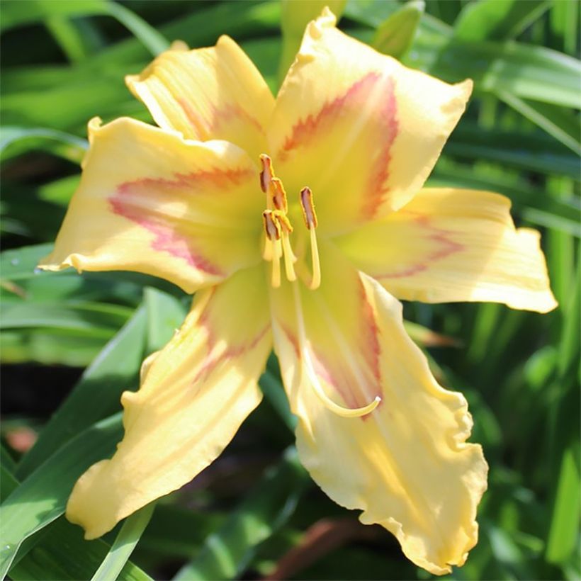 Hemerocallis Graces of Ganymede - Emerocallide (Fioritura)