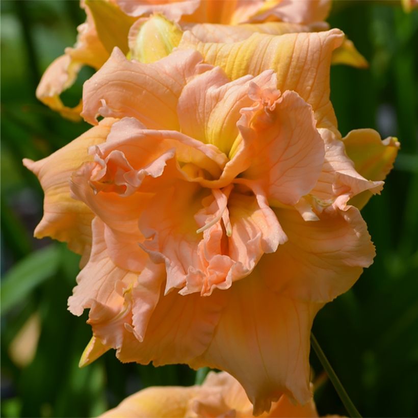 Hemerocallis In Excess - Emerocallide (Fioritura)