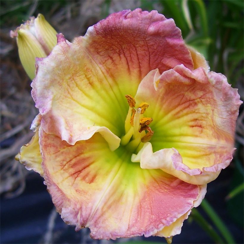 Hemerocallis Indy Reflections - Emerocallide (Fioritura)