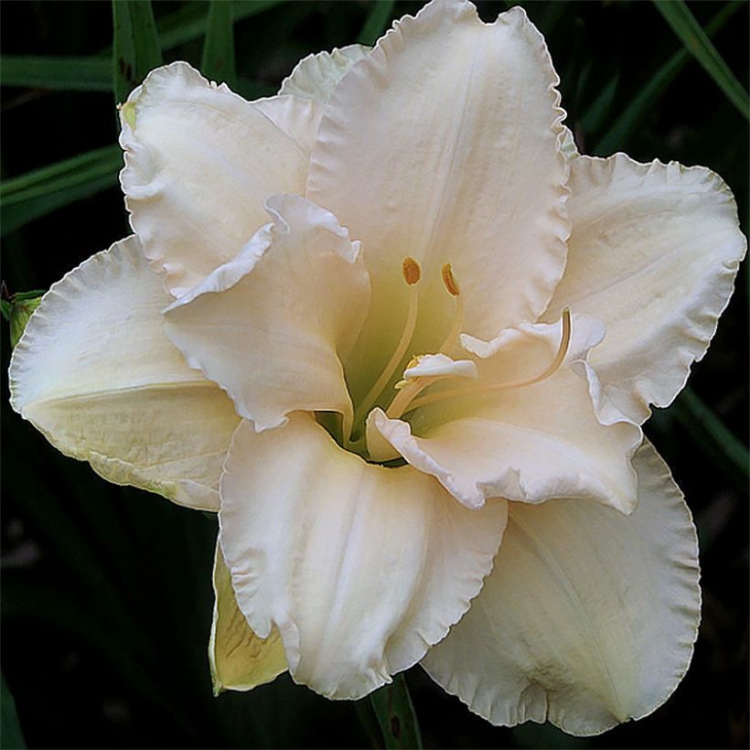Hemerocallis Land of Cotton - Emerocallide (Fioritura)