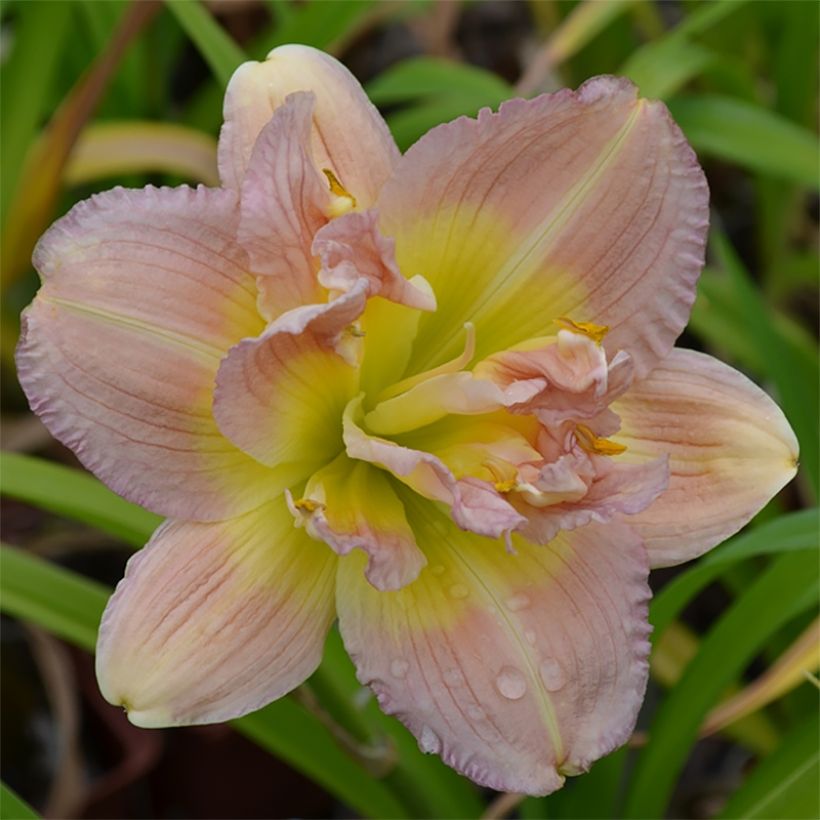 Hemerocallis Nagasaki - Emerocallide (Fioritura)