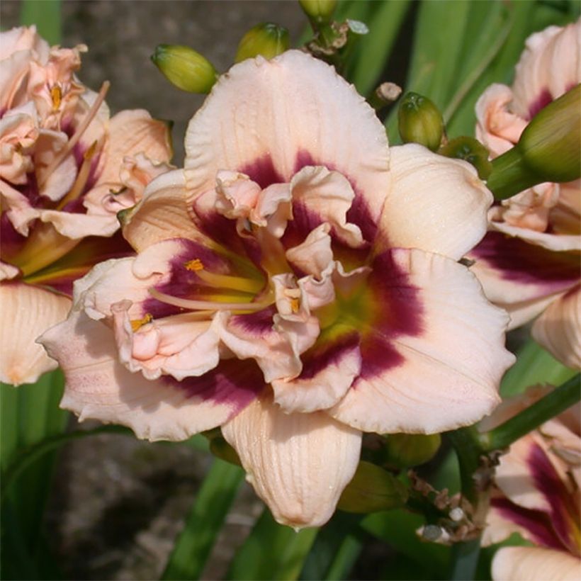 Hemerocallis Roswitha - Emerocallide (Fioritura)