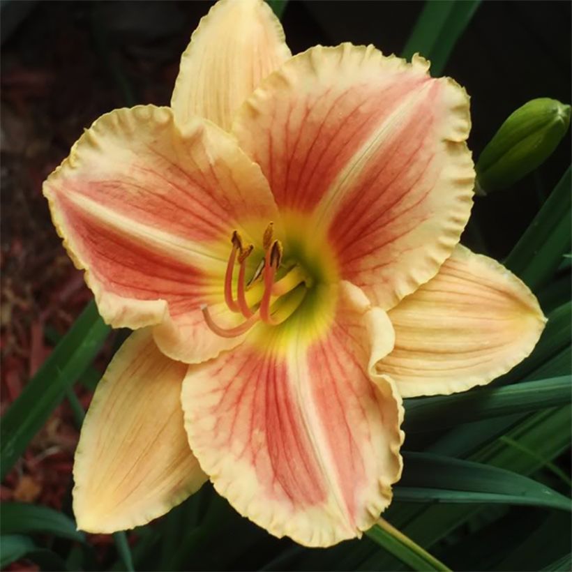 Hemerocallis Veins of Truth - Emerocallide (Fioritura)