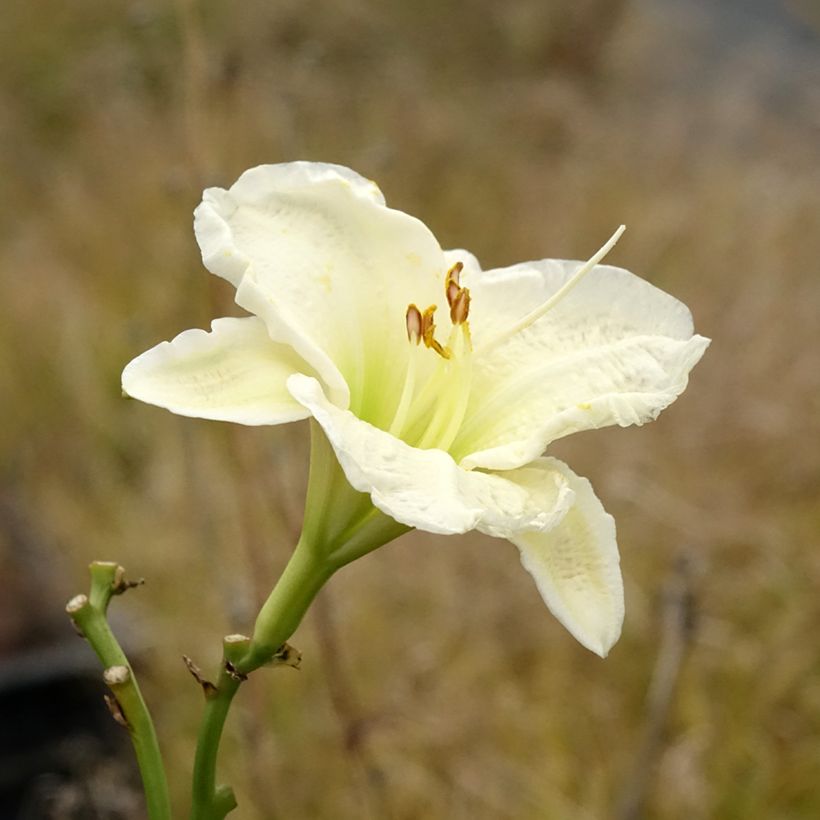 Hemerocallis Gentle Shepherd - Emerocallide (Fioritura)