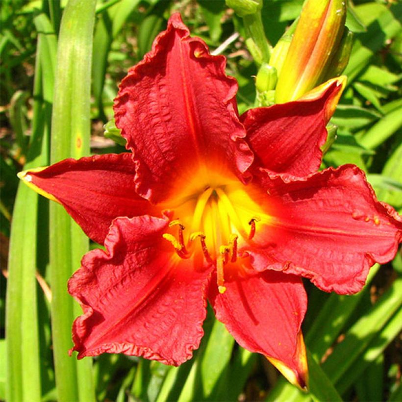 Hemerocallis Little Business - Emerocallide (Fioritura)
