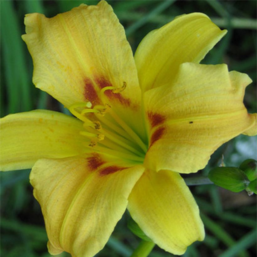 Hemerocallis Pinocchio - Emerocallide (Fioritura)