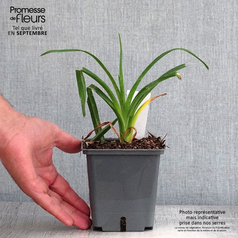 Esemplare di Hemerocallis Chardonnay - Emerocallide Vaso da 1L/1,5L come consegnato in autunno