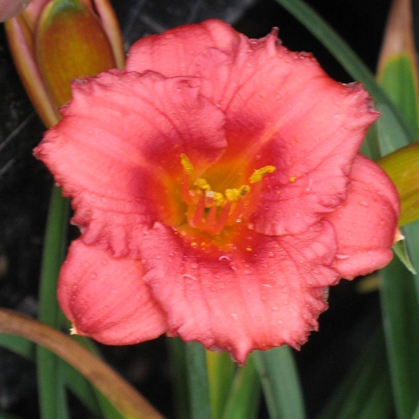 Hemerocallis Cosmopolitan - Emerocallide (Fioritura)